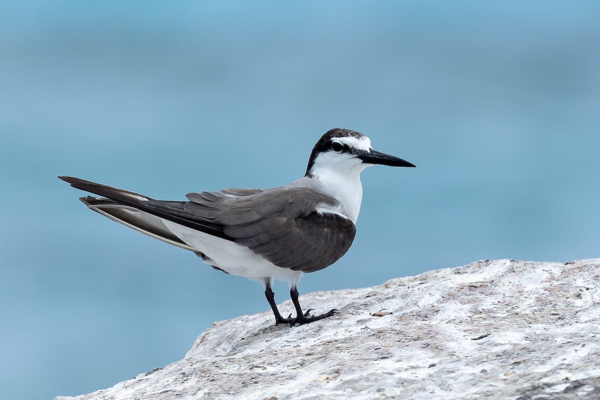 Bridled Tern - ML616618088