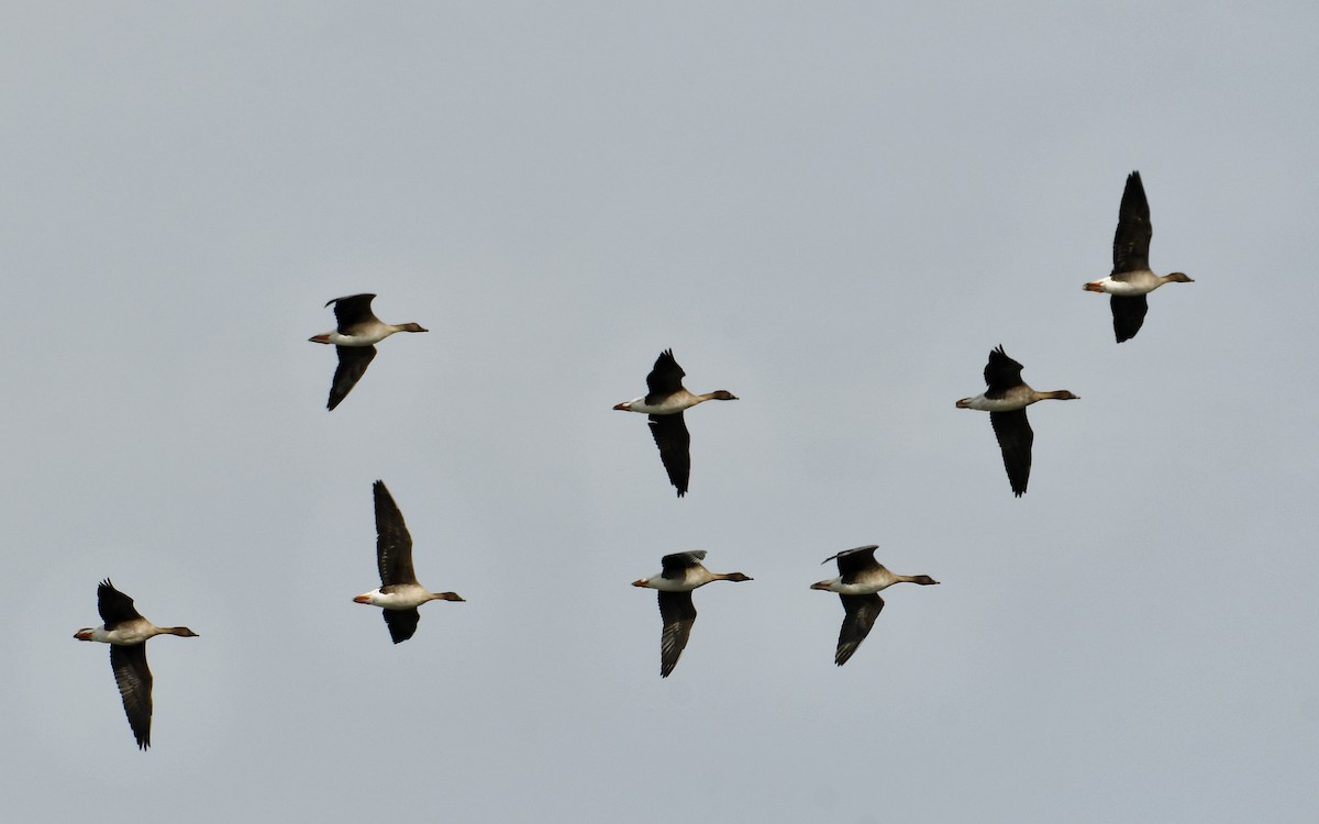 Tundra Bean-Goose - Inga Ligi