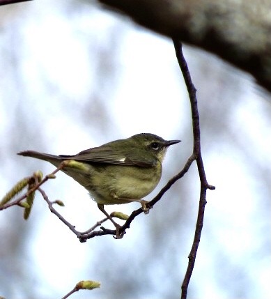 Black-throated Blue Warbler - ML616618104