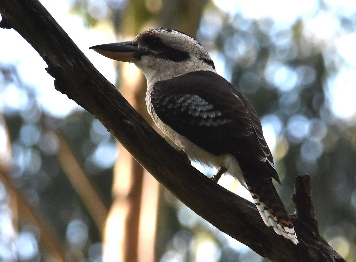 Laughing Kookaburra - ML616618127