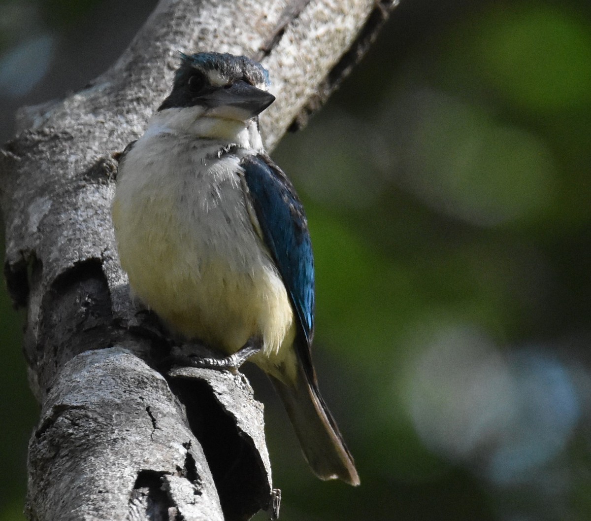 Sacred Kingfisher - ML616618151