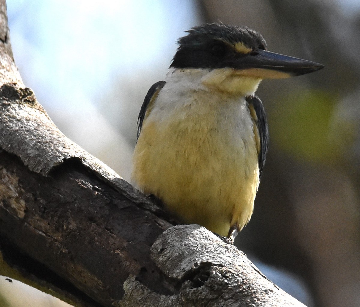 Sacred Kingfisher - ML616618153