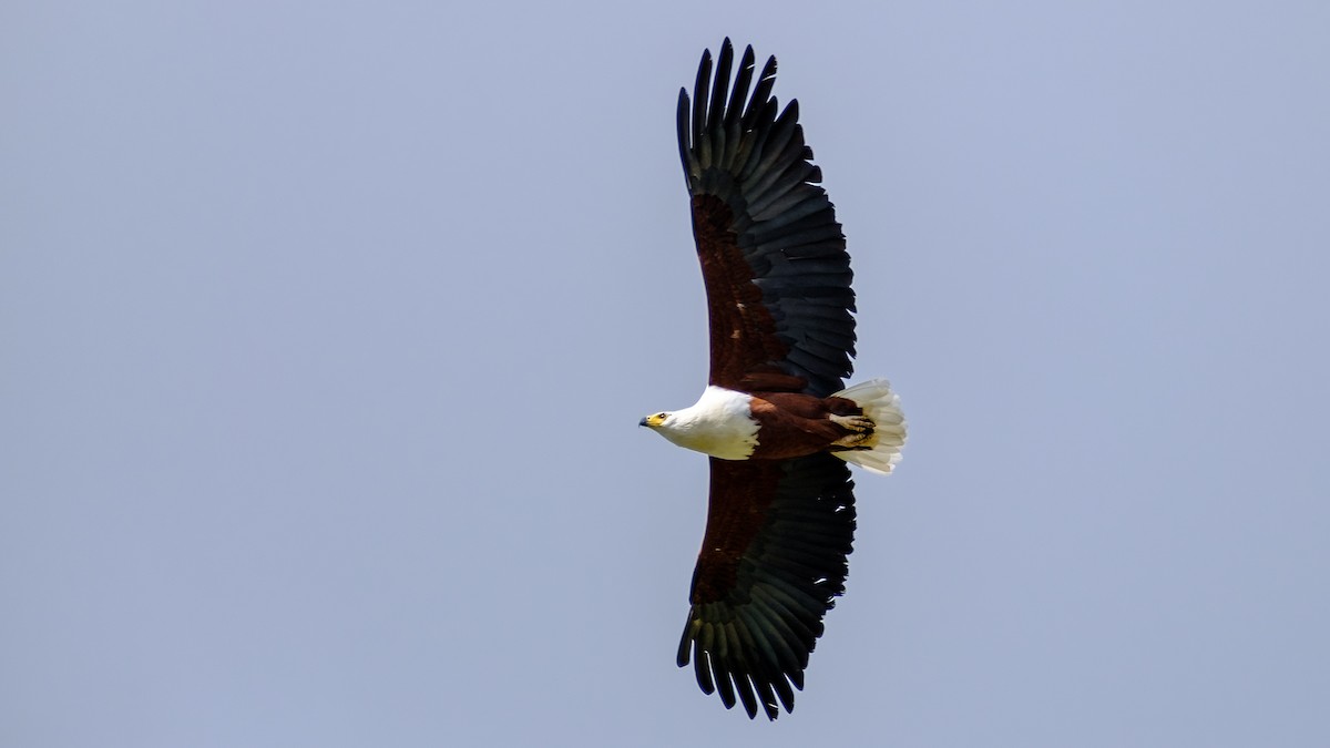 African Fish-Eagle - Andrew Black