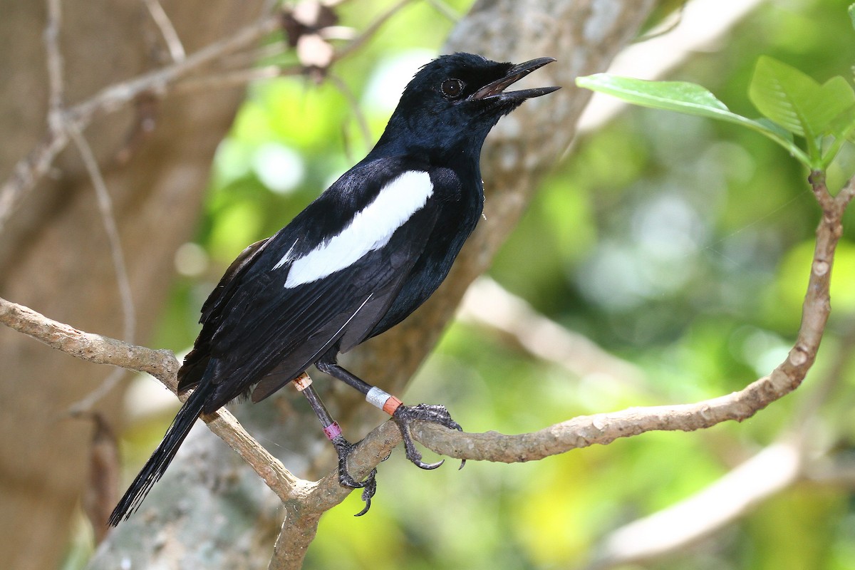 Seychelles Magpie-Robin - ML616618165