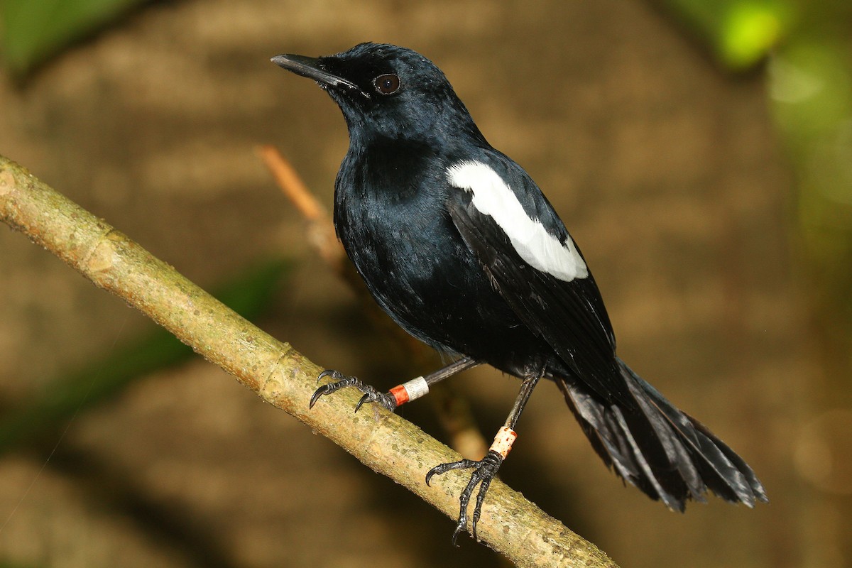 Seychelles Magpie-Robin - ML616618174