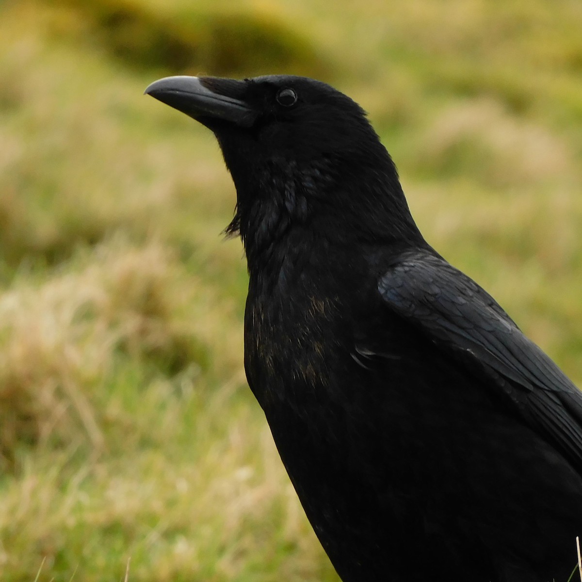 Common Raven - ML616618193