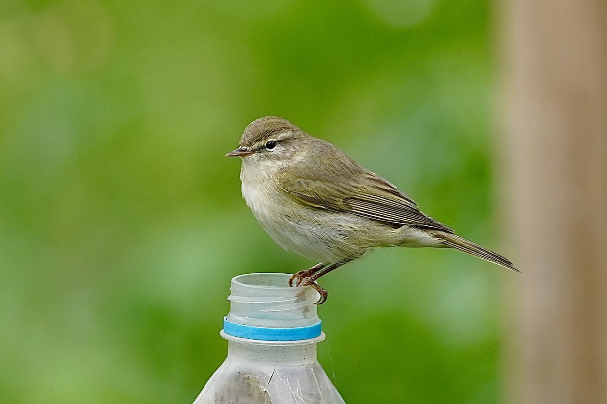 Willow Warbler - ML616618200