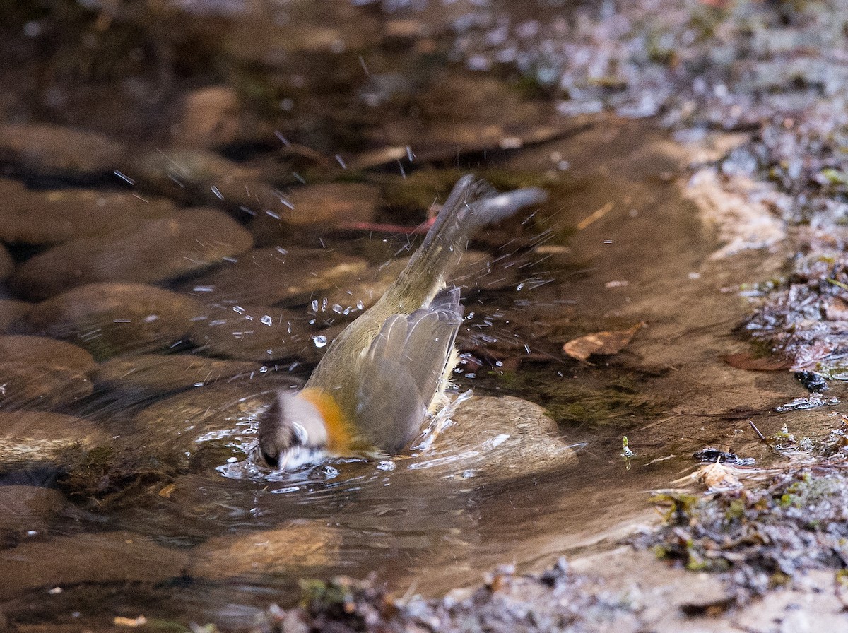 Whiskered Yuhina - jimmy Yao