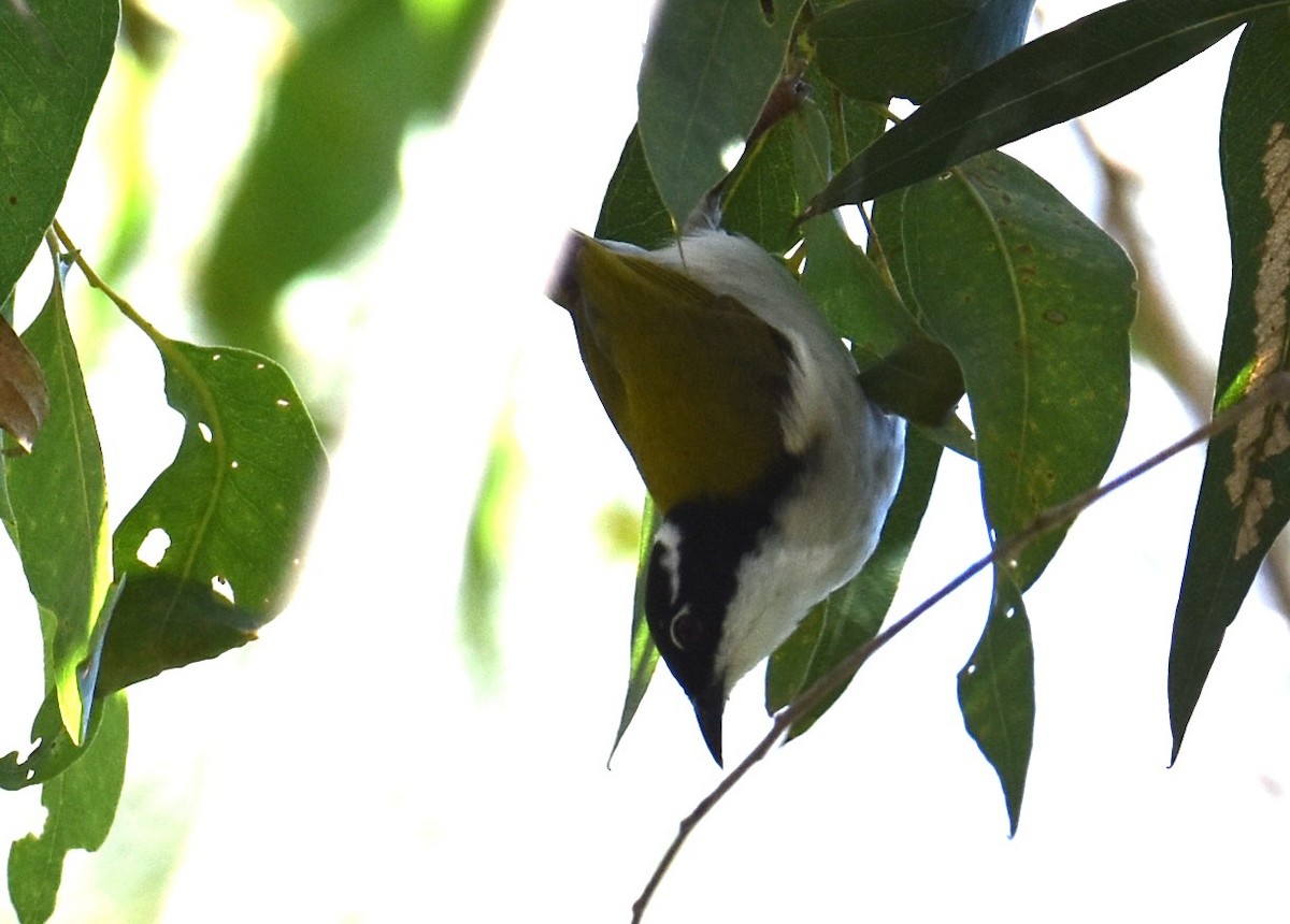 White-throated Honeyeater - ML616618212