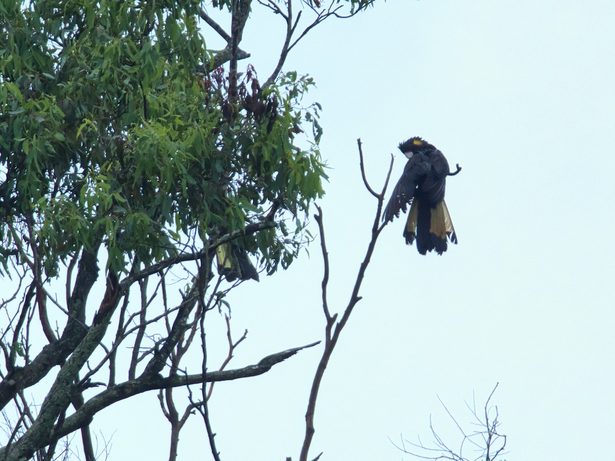 Yellow-tailed Black-Cockatoo - ML616618219