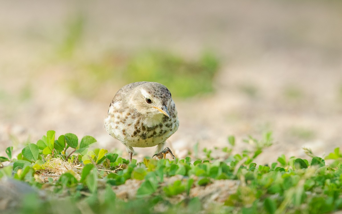 American Pipit - ML616618266