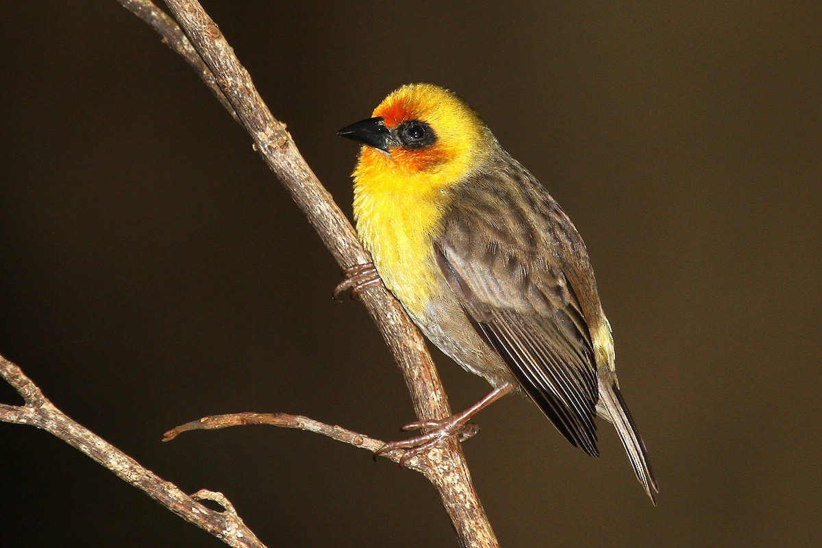 Rodrigues Fody - Daniel Danckwerts (Rockjumper Birding Tours)