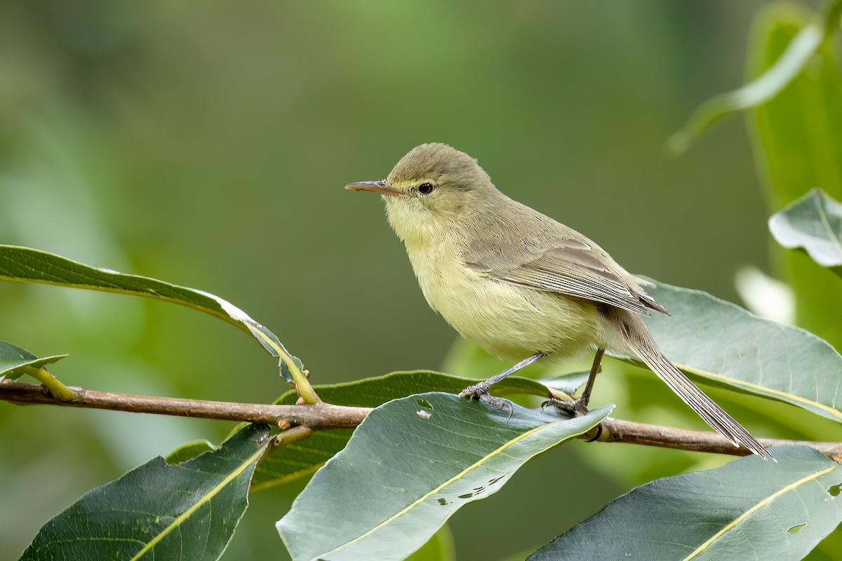 Rodrigues Warbler - ML616618290