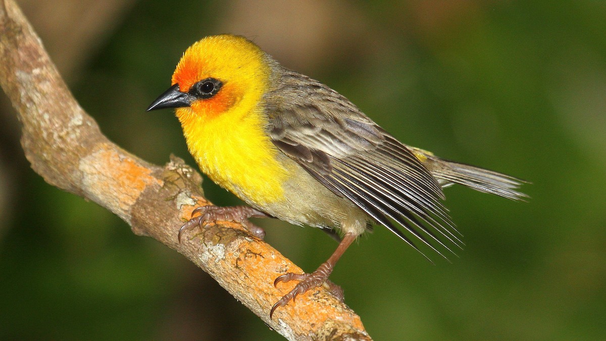 Rodrigues Fody - Daniel Danckwerts (Rockjumper Birding Tours)