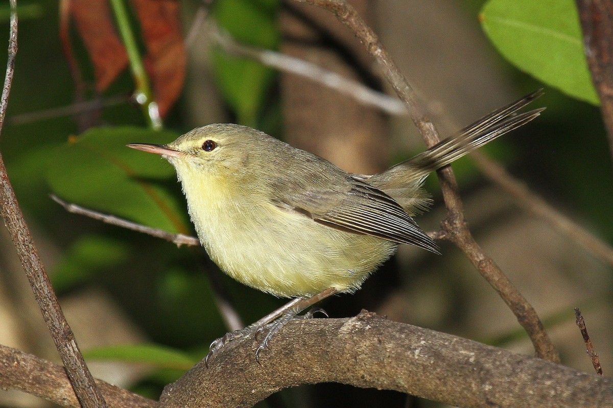 Rodrigues Warbler - ML616618293