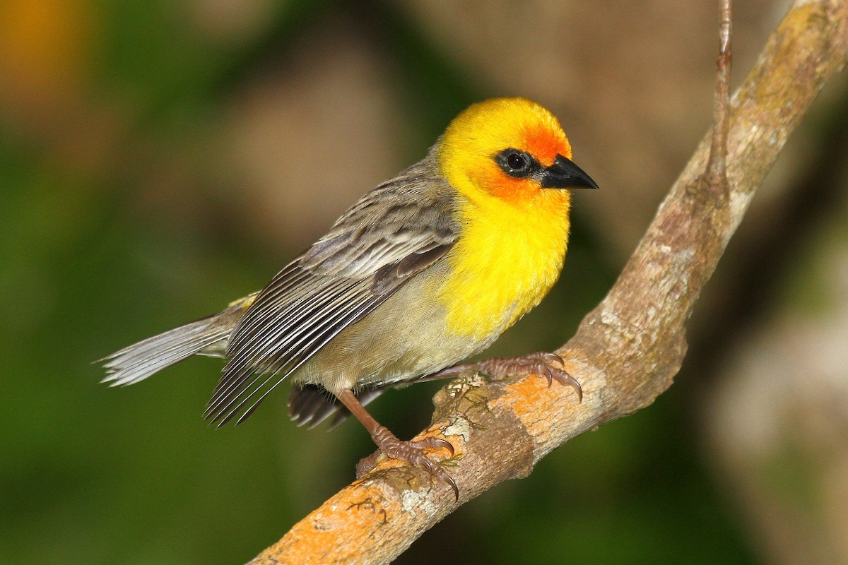 Rodrigues Fody - Daniel Danckwerts (Rockjumper Birding Tours)