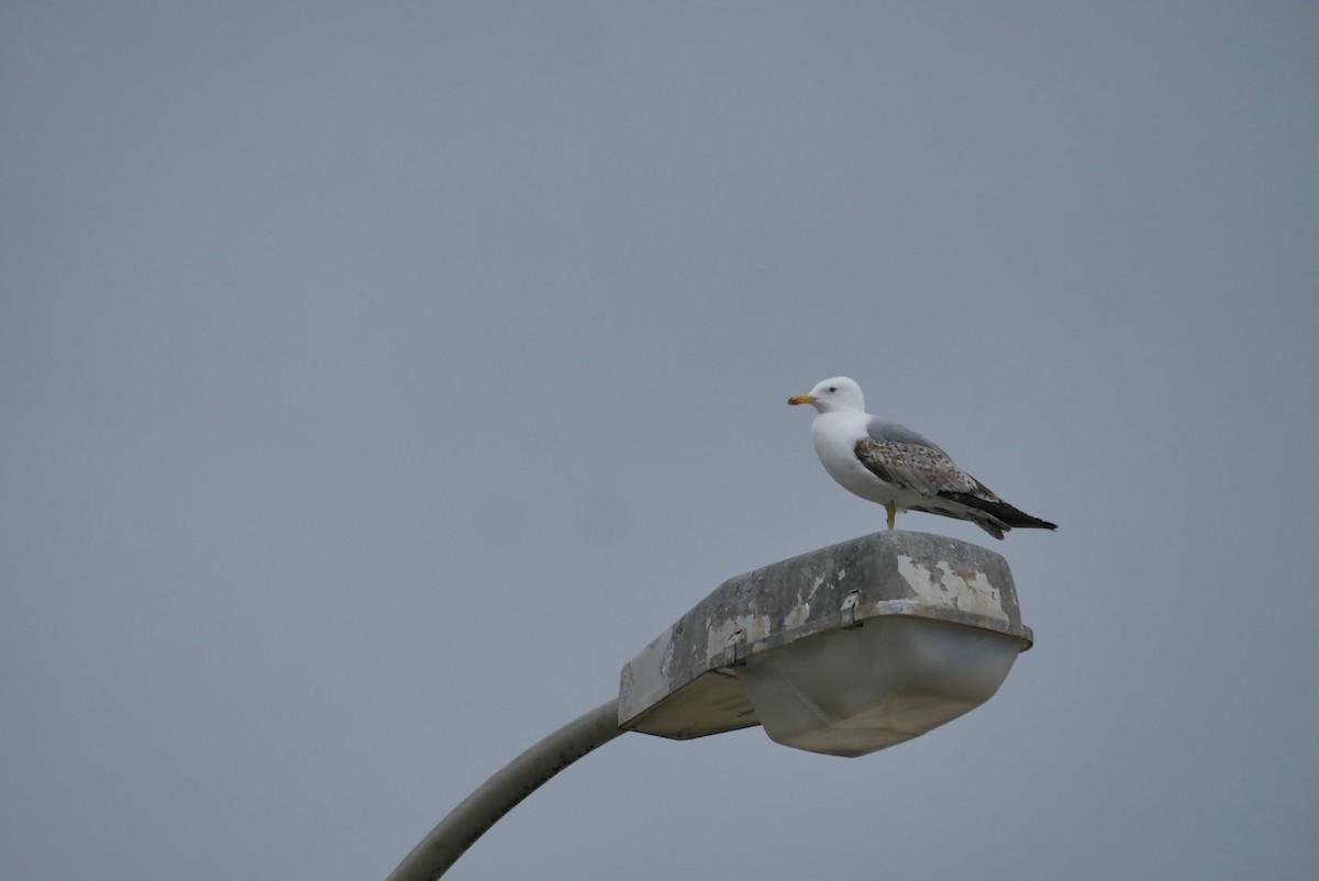 Yellow-legged Gull - ML616618302