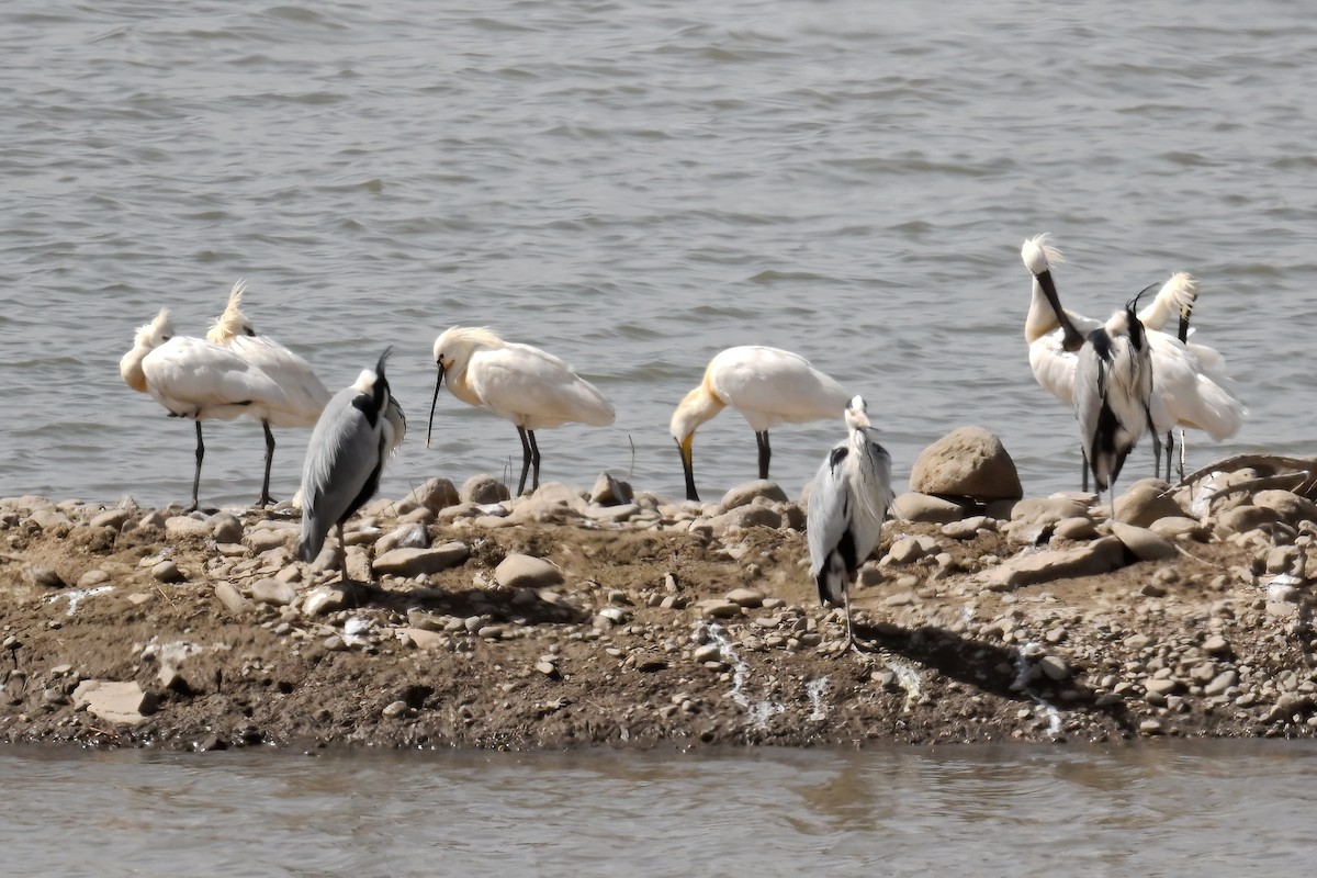 Eurasian Spoonbill - ML616618307