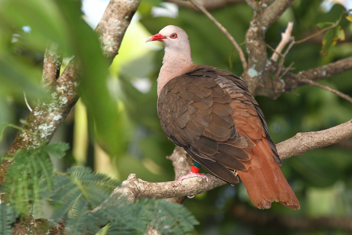 Pink Pigeon - ML616618318