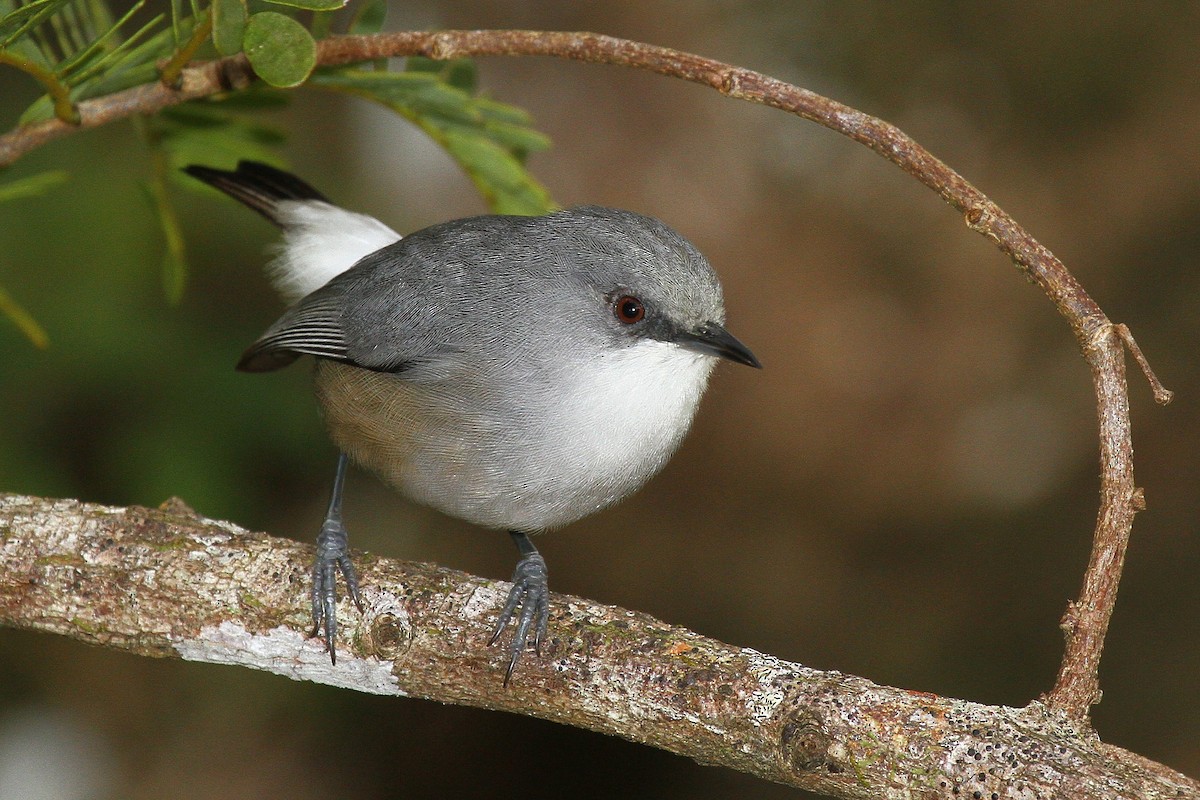 Zostérops gris - ML616618326