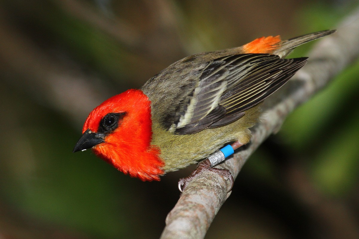 Mauritius Fody - Daniel Danckwerts (Rockjumper Birding Tours)