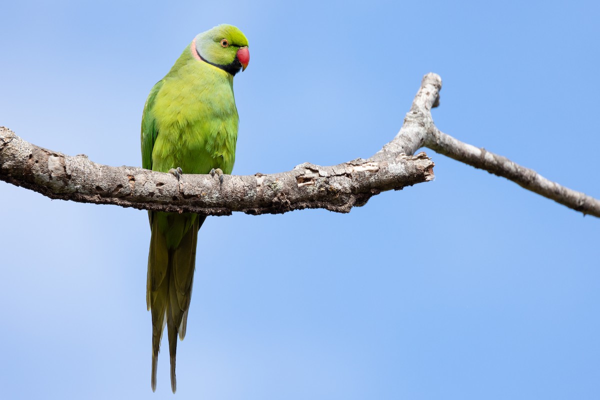 Morityus Yeşil Papağanı - ML616618353