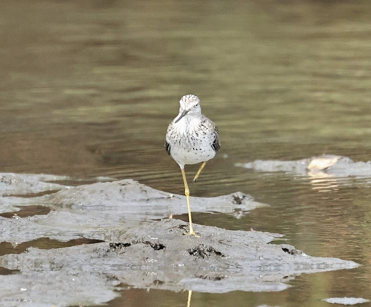 小黃腳鷸 - ML616618362