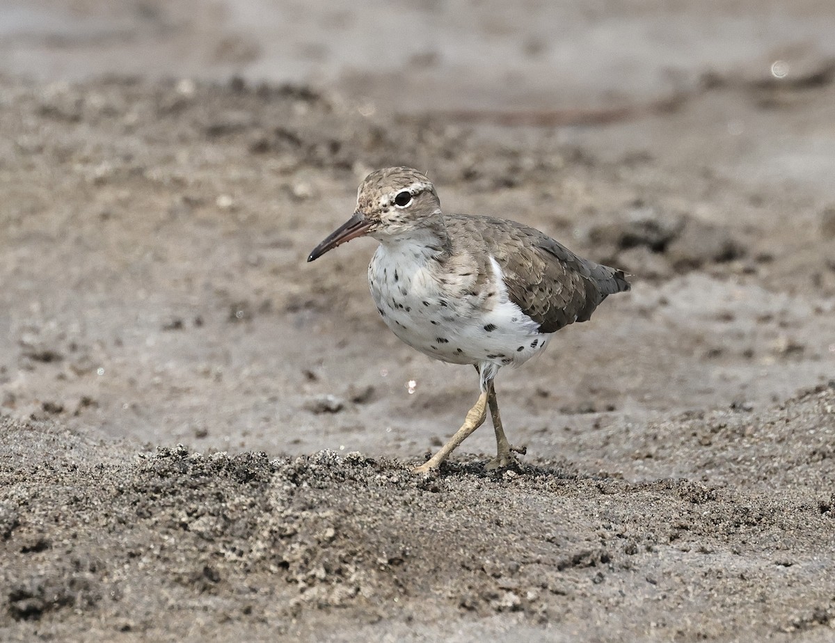 Spotted Sandpiper - Albert Linkowski