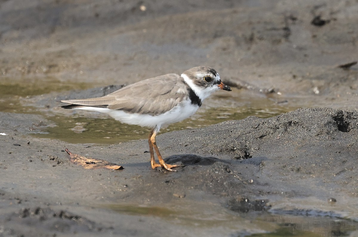 Semipalmated Plover - ML616618373