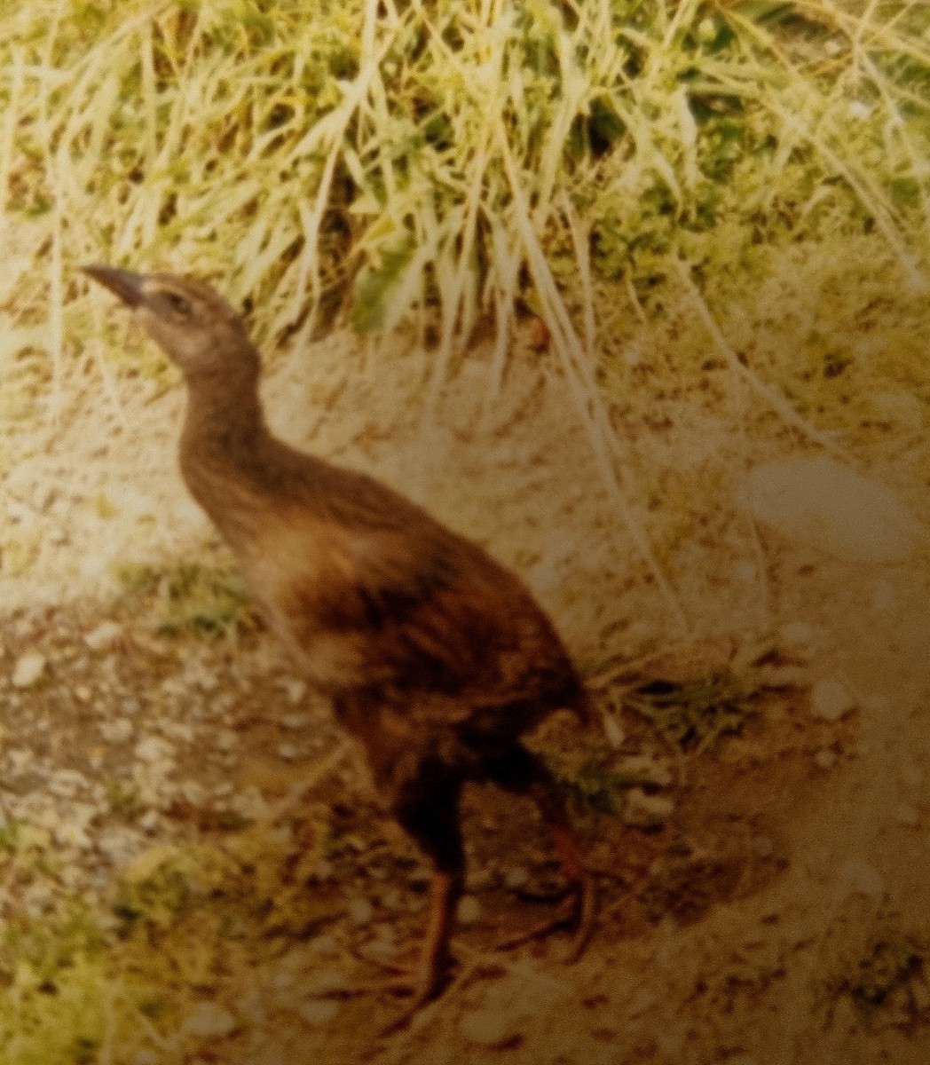 Weka - ML616618397