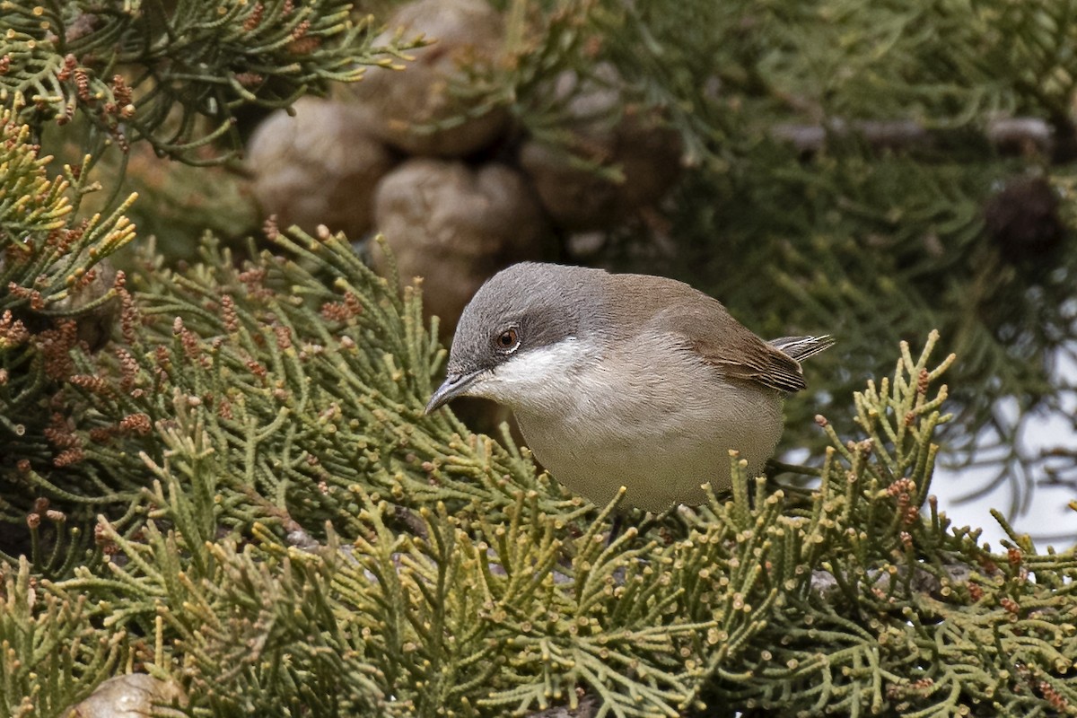 Curruca Zarcerilla - ML616618437