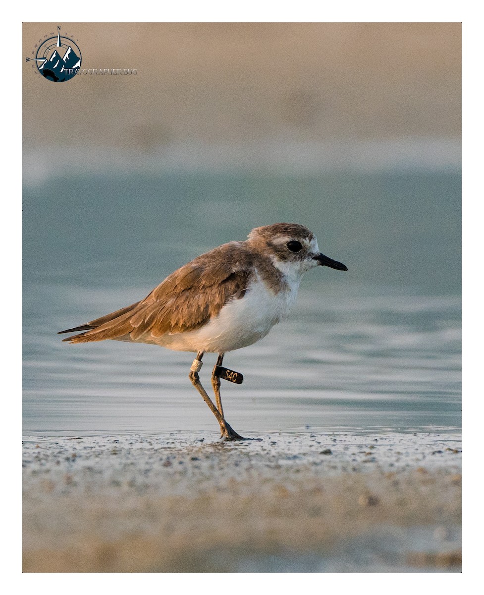 Greater Sand-Plover - ML616618446