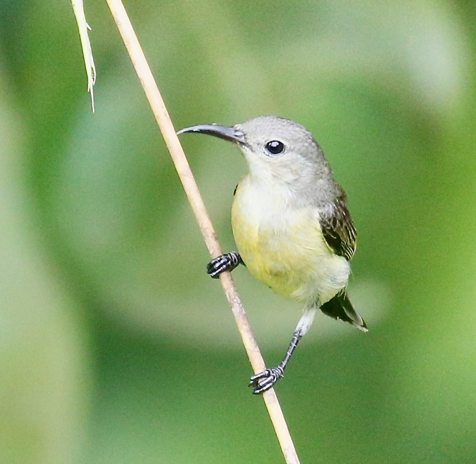 Van Hasselt's Sunbird - ML616618468