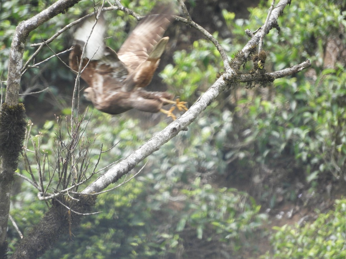 Common Buzzard - ML616618496