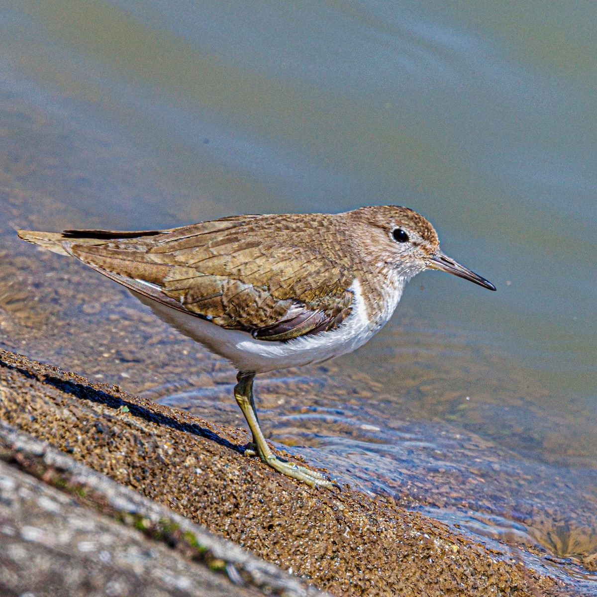 Common Sandpiper - ML616618534