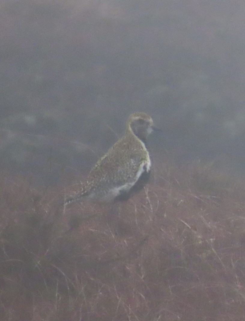 European Golden-Plover - ML616618567