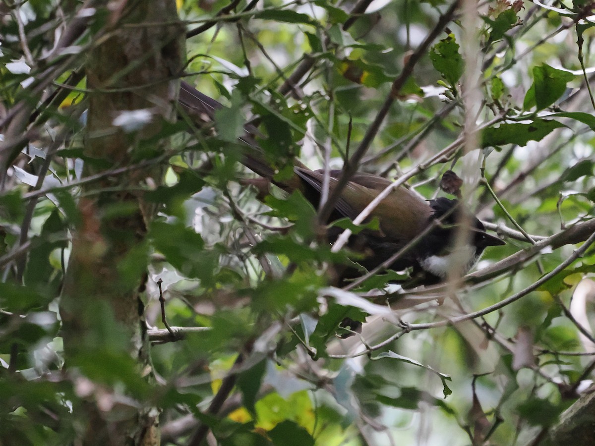 Eastern Whipbird - ML616618604