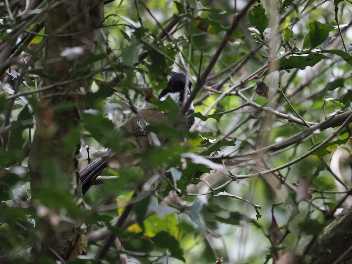 Eastern Whipbird - ML616618605