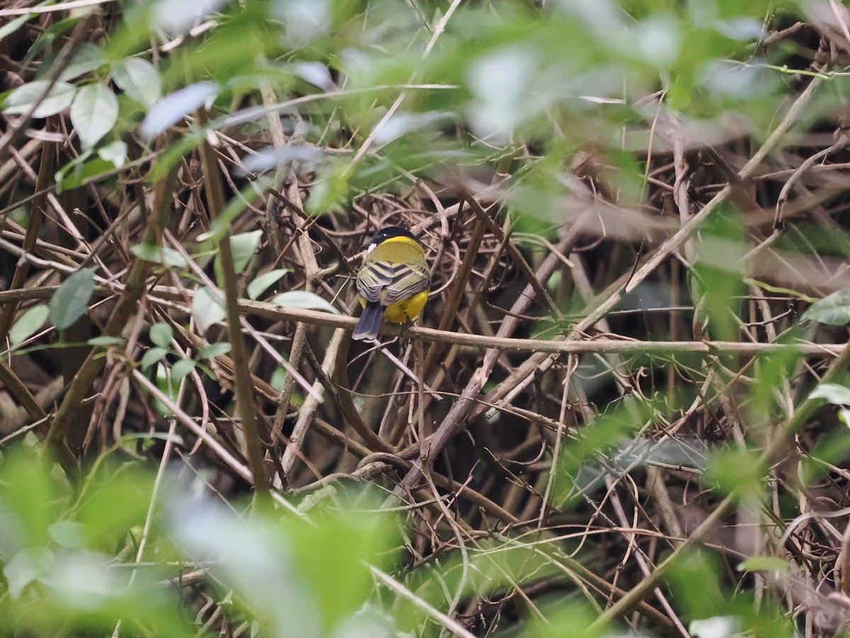 Golden Whistler - ML616618616