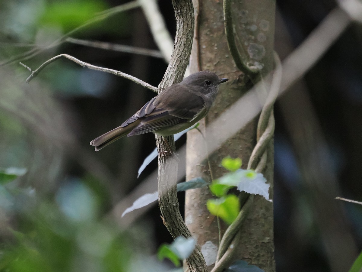 Golden Whistler - ML616618619