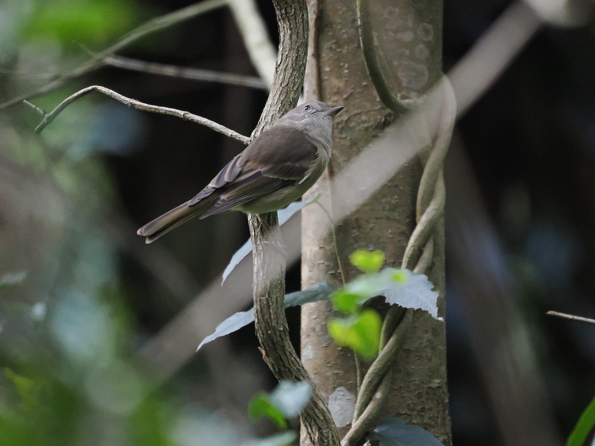 Golden Whistler - ML616618627