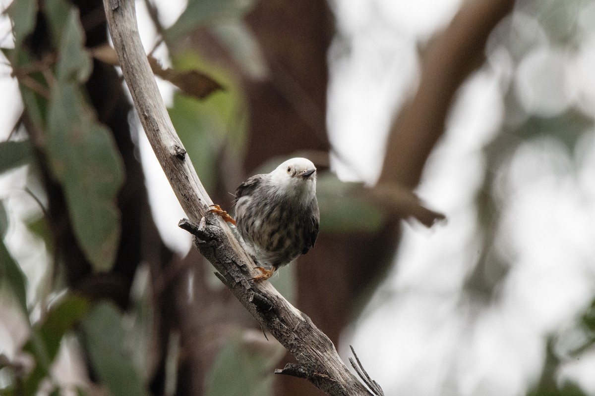 Varied Sittella - ML616618644