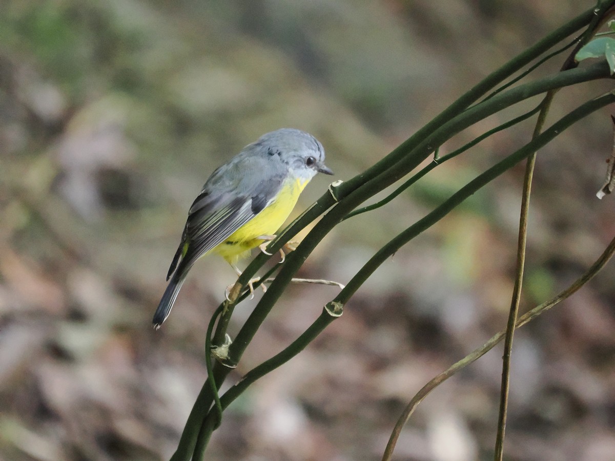 Eastern Yellow Robin - ML616618672