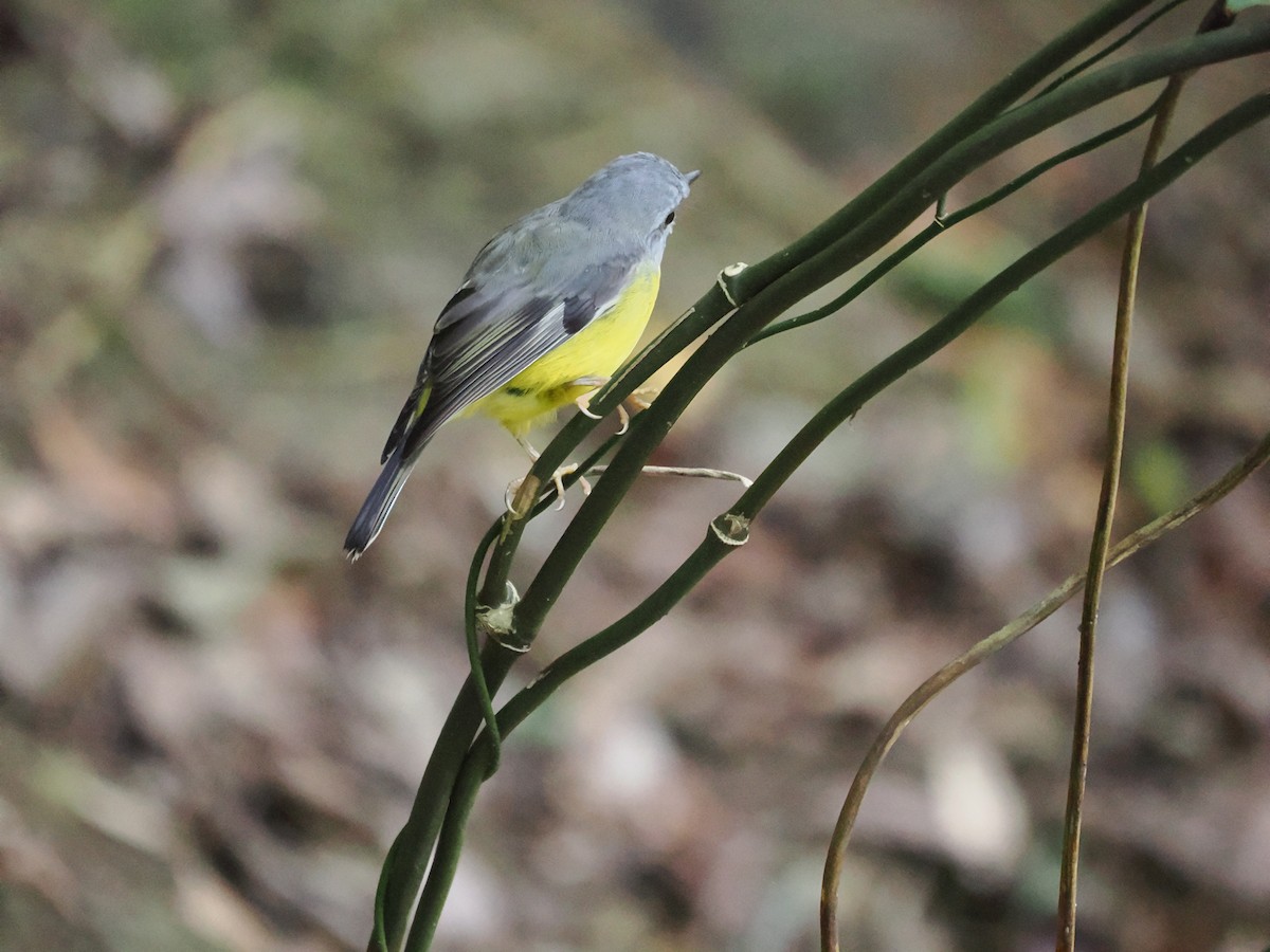 Eastern Yellow Robin - Stephen Bruce