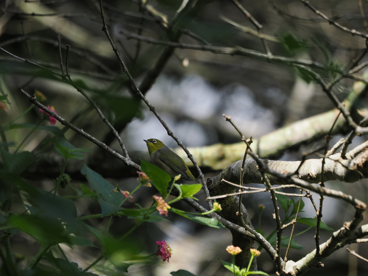 Silvereye - Stephen Bruce