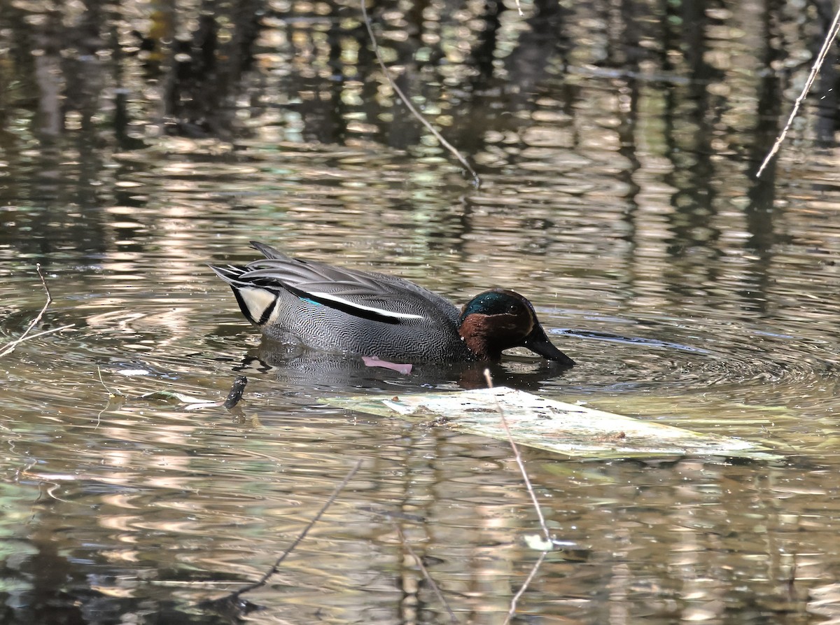 Green-winged Teal - ML616618752