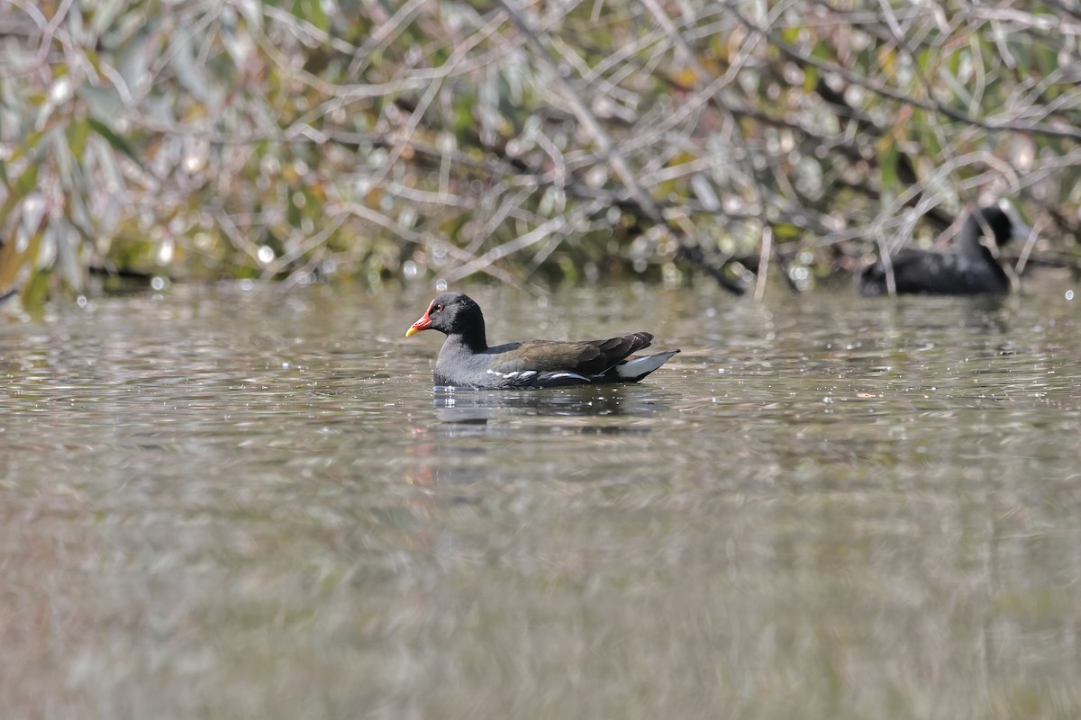 Gallinule poule-d'eau - ML616618759