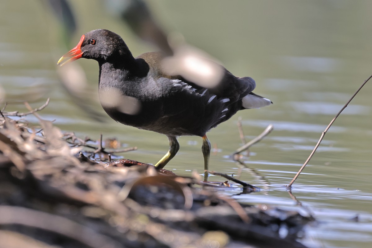 Gallinule poule-d'eau - ML616618777