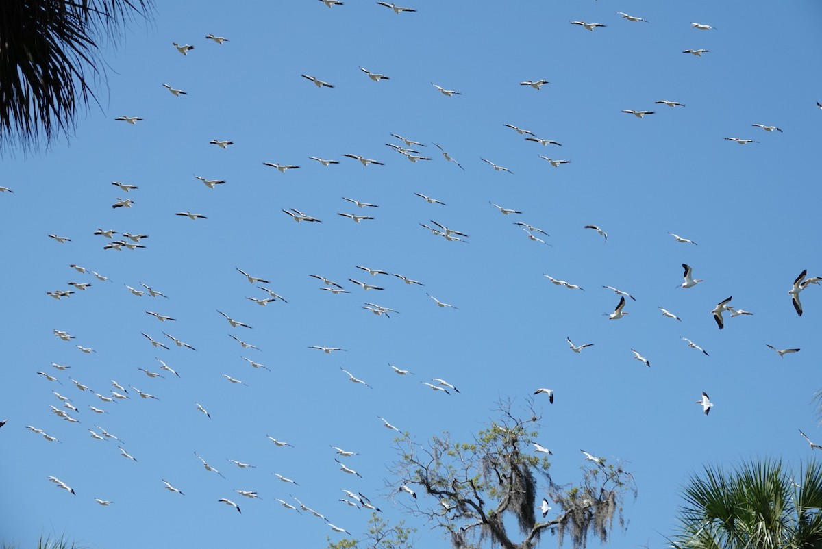 American White Pelican - ML616618779