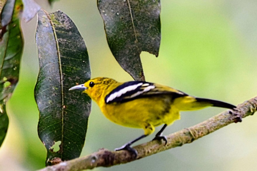 Common Iora - ML616618781